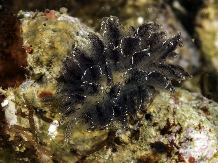 Polybranchia sp. A